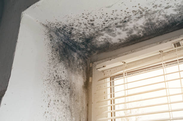 Affordable Basement Mold Removal solutions in Dacono, CO