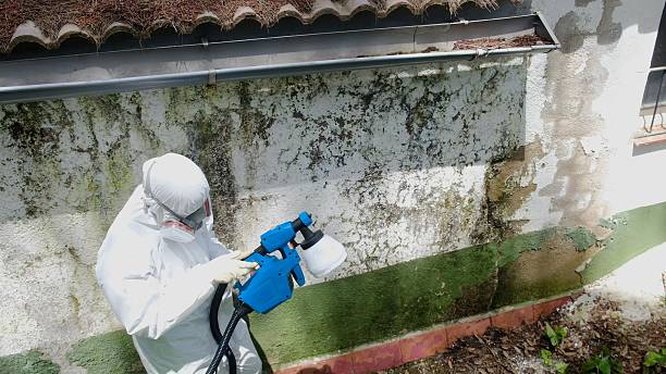 Trusted Black Mold Removal service in Dacono, CO - Cheap Mold Removal